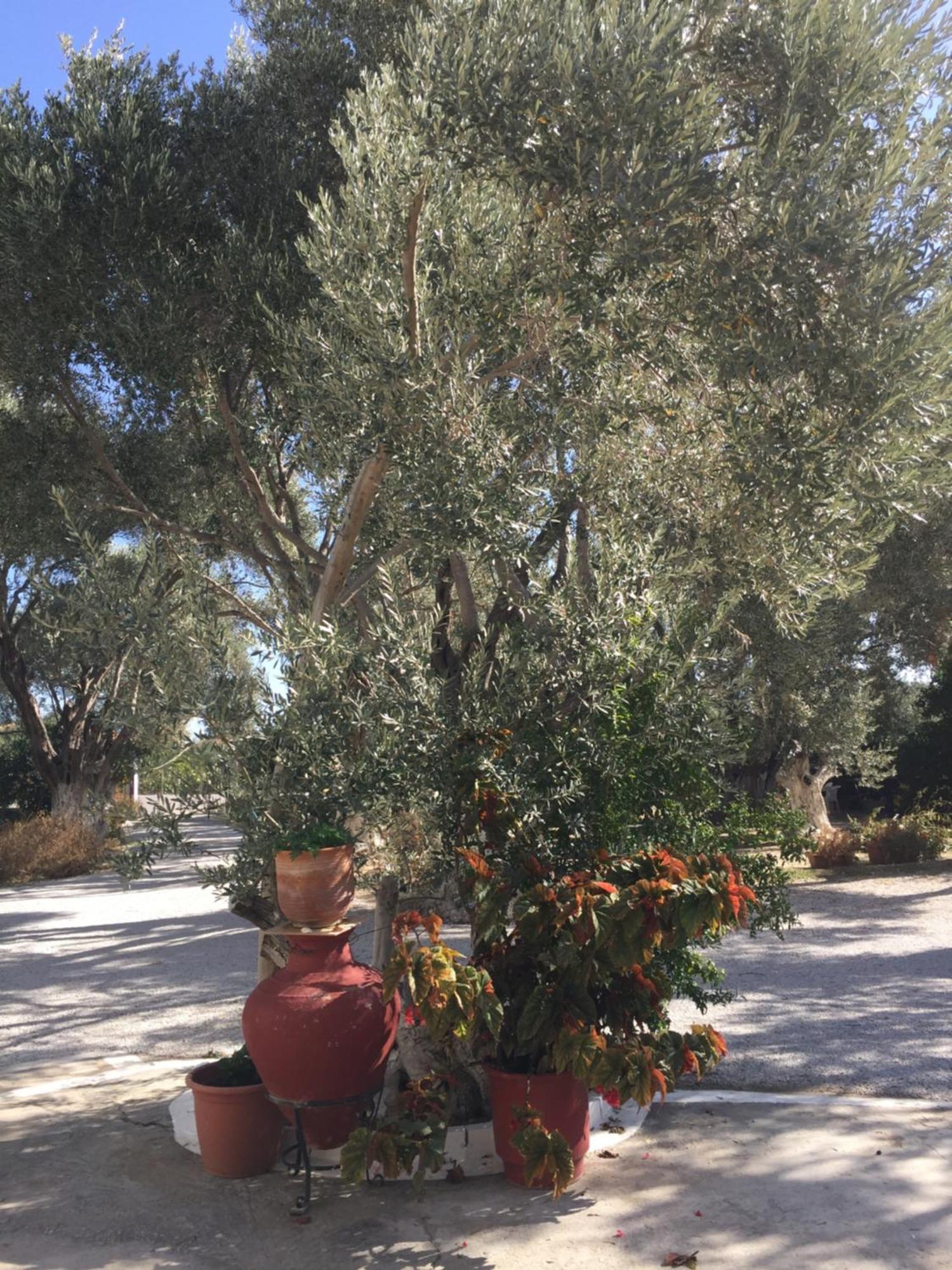 Kampos Marathokampou Livanina Apartments מראה חיצוני תמונה