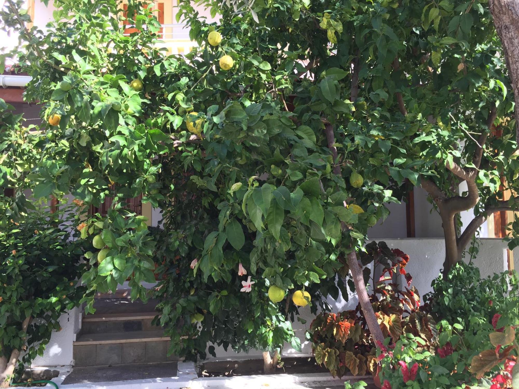Kampos Marathokampou Livanina Apartments מראה חיצוני תמונה