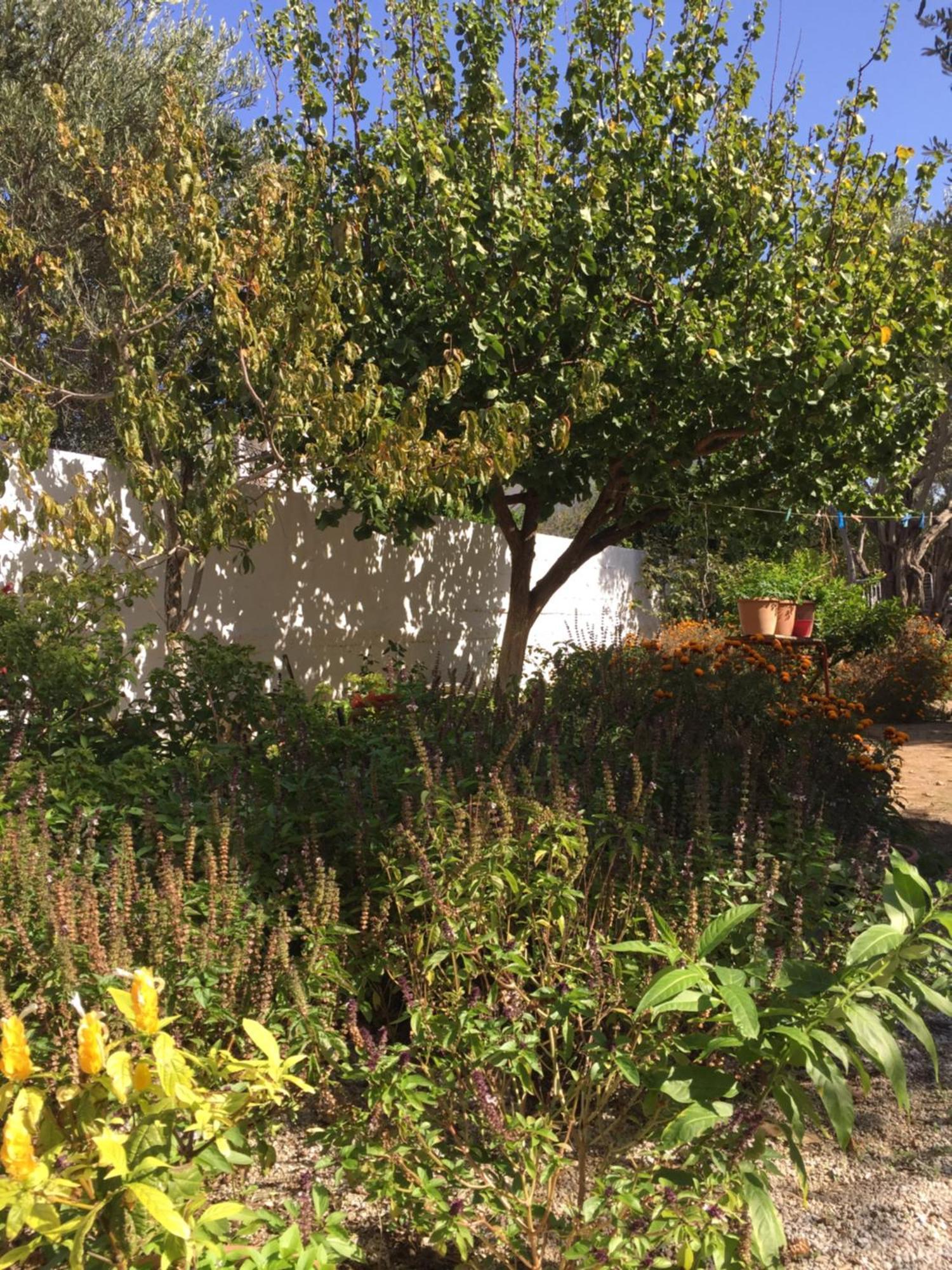 Kampos Marathokampou Livanina Apartments מראה חיצוני תמונה