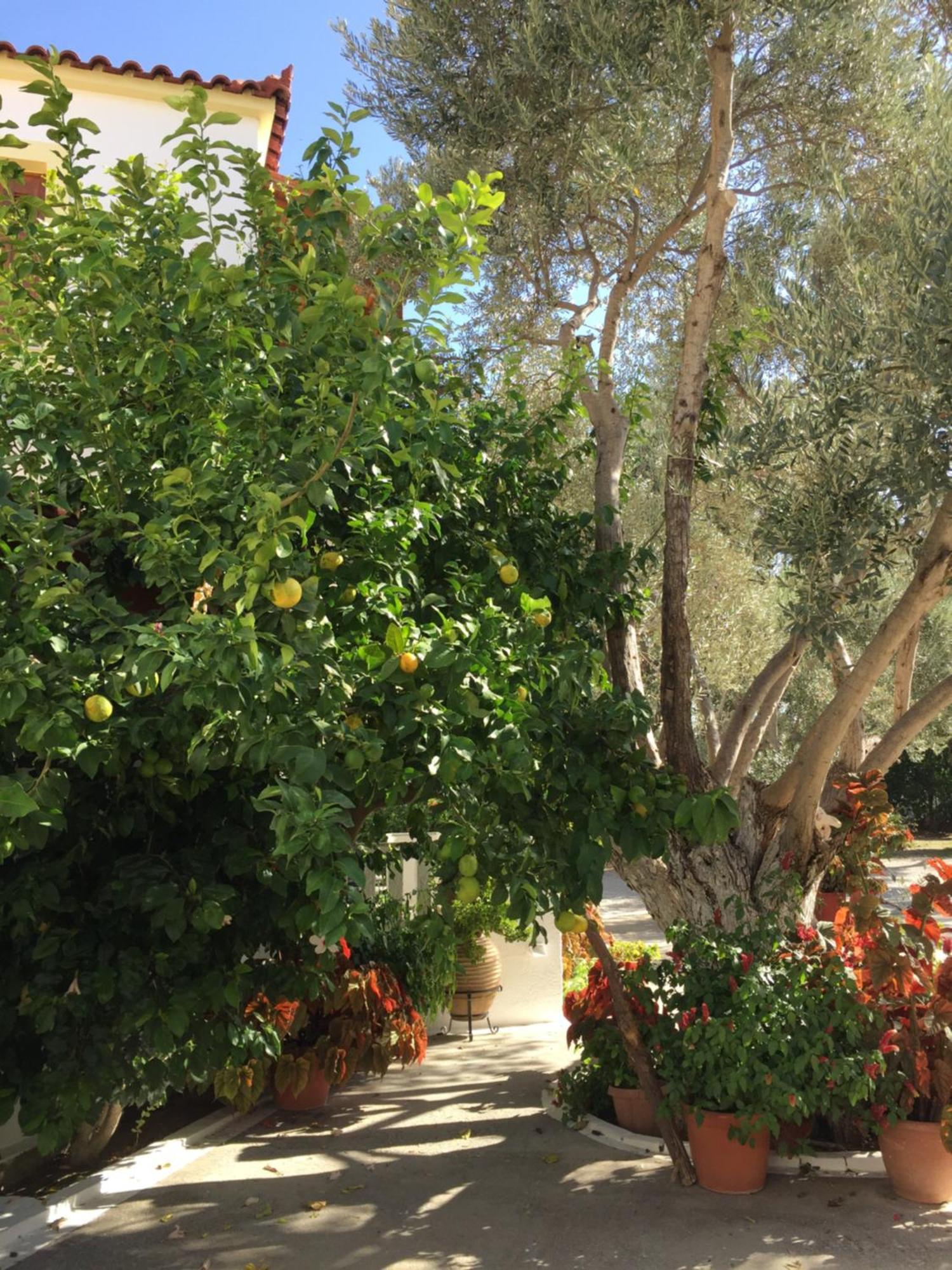 Kampos Marathokampou Livanina Apartments מראה חיצוני תמונה