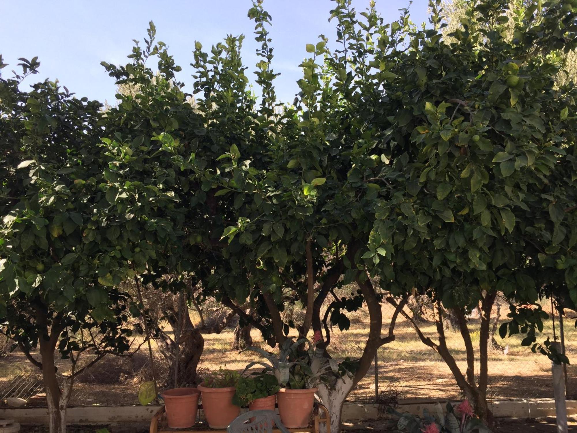 Kampos Marathokampou Livanina Apartments מראה חיצוני תמונה